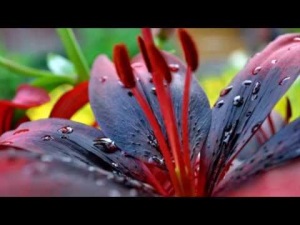 Самые красивые цветы в мире